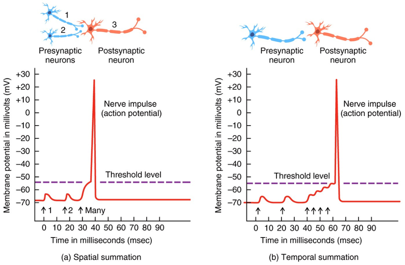 A & P Lecture Chap 11 Part 4 Flashcards | Easy Notecards