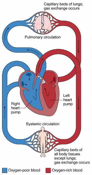 Bio 1081 Flashcards | Easy Notecards