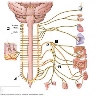 Chapter 16 Neural Integration II: The Autonomic Nervous System