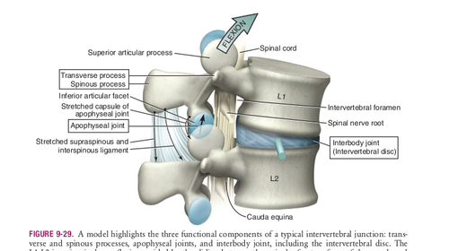 Kinesiology Spine and Hand Flashcards | Easy Notecards
