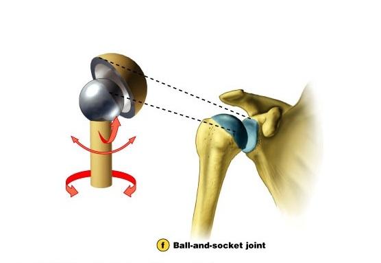 Joints Flashcards | Easy Notecards