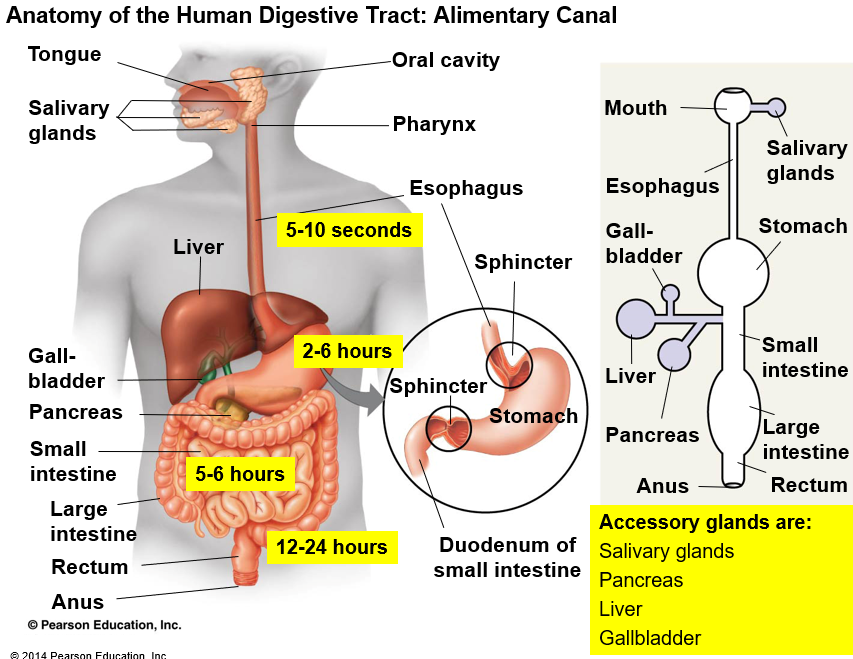 Biology Exam 3 Flashcards | Easy Notecards