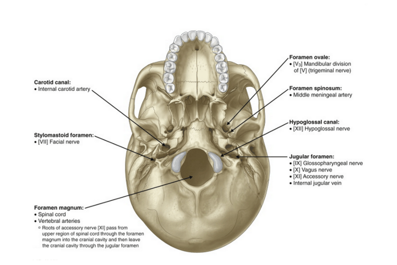 Facial Nerve Stylomastoid Foramen 49
