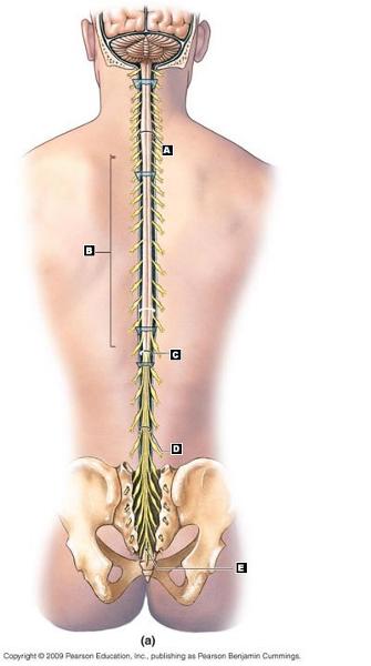 Chapter 13-Spinal Cord, Spinal Nerves, and Spinal Reflexes Flashcards