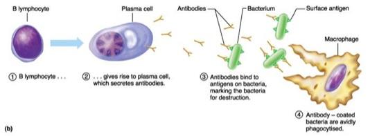 Unit Three Anatomy: Blood Flashcards | Easy Notecards