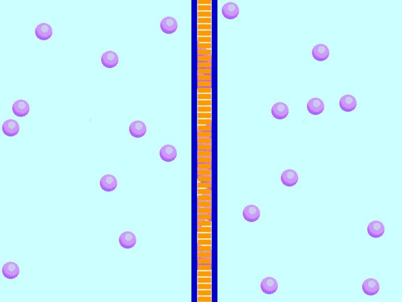 Moving Cellular Materials Flashcards Easy Notecards