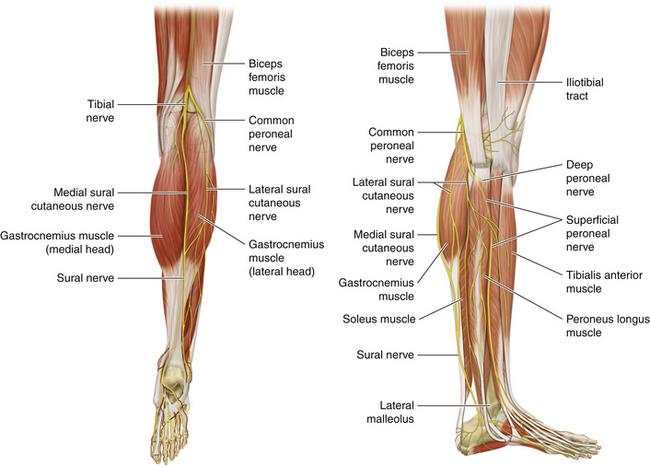 GSU Nerves of the Lower Limb Flashcards | Easy Notecards