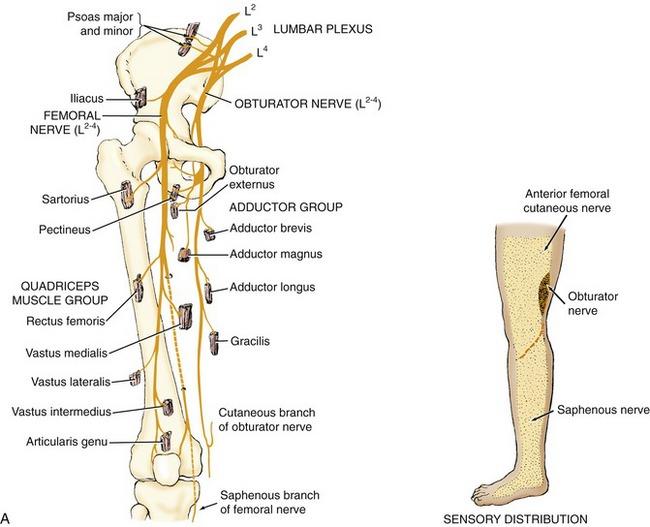GSU Nerves of the Lower Limb Flashcards | Easy Notecards