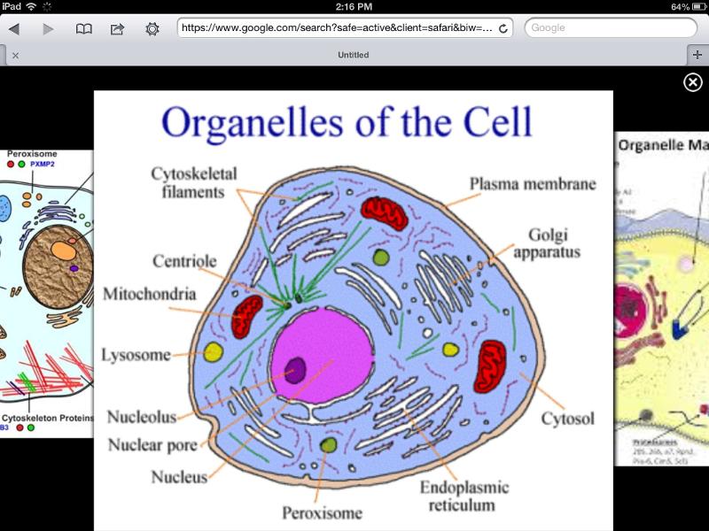 Chapter 2 cells Flashcards Easy Notecards