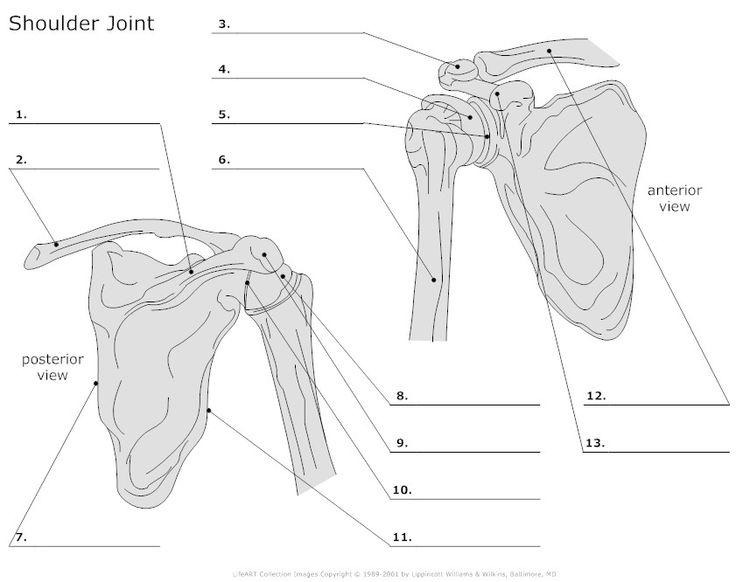 Proximal Humerus and Shoulder Girdle Flashcards | Easy Notecards
