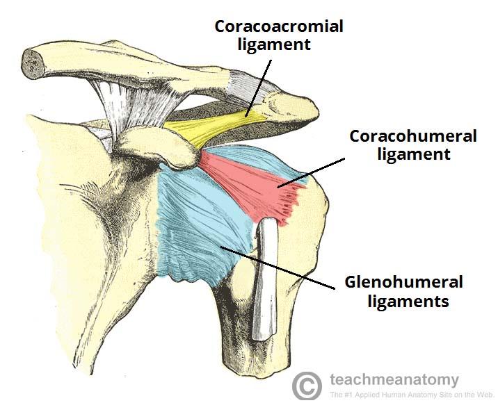 Joint of the Upper Limb Flashcards | Easy Notecards