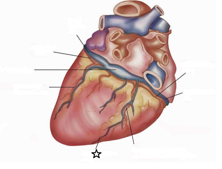 Heart Anatomy Flashcards | Easy Notecards