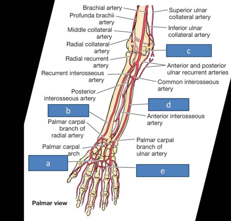 Print Anatomy Block III- Intro to the Upper Limb, Brachial Plexus