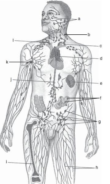 Print Exercise 35A: The Lymphatic System and Immune System flashcards
