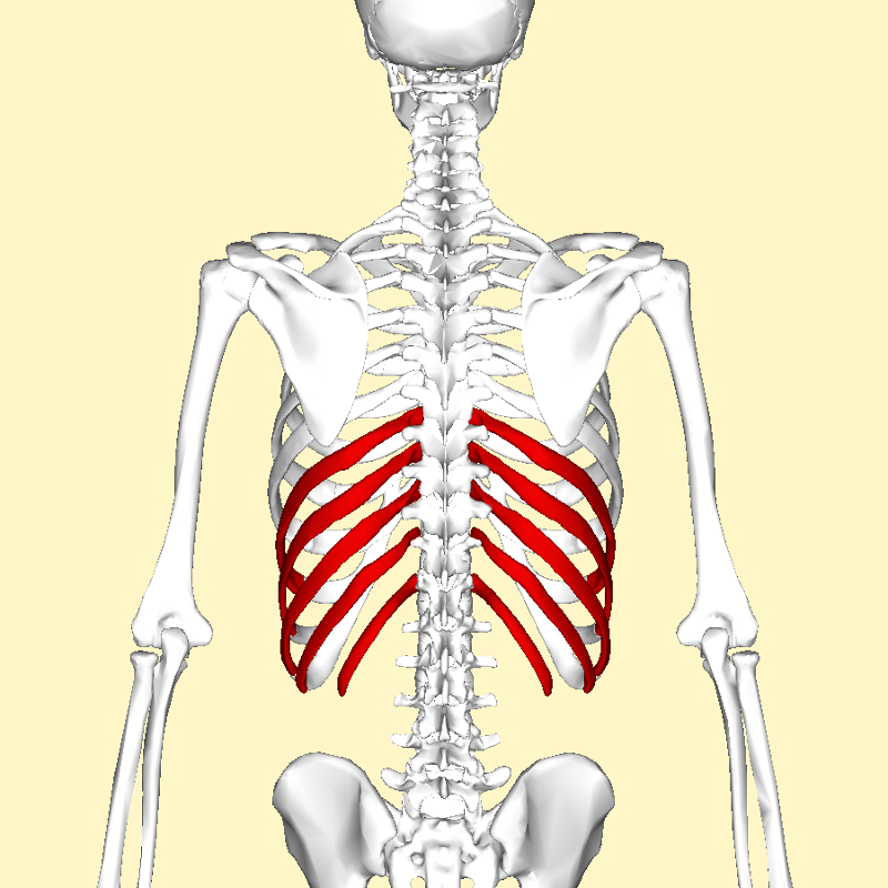 Vertebrae and Thoracic Cage Flashcards | Easy Notecards