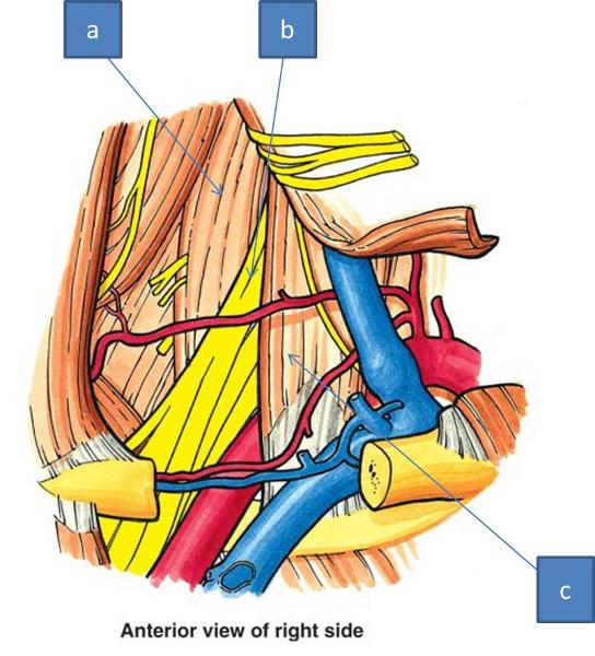 Anatomy Block III- Intro to the Upper Limb, Brachial Plexus Flashcards