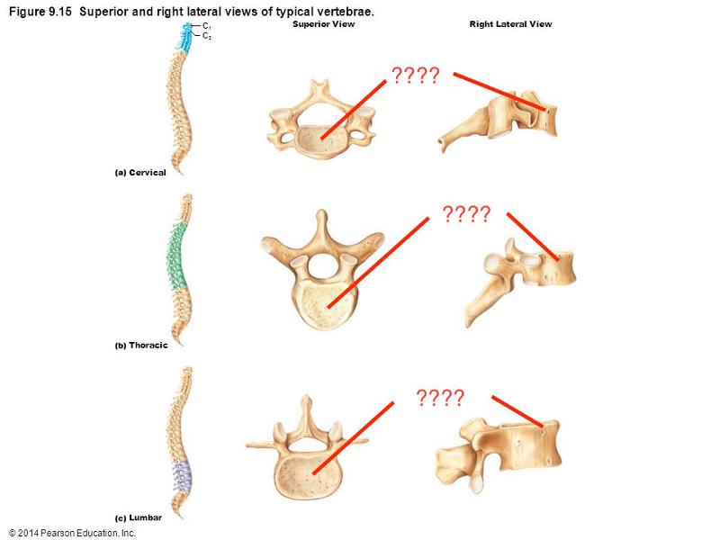 Print Axial Skeleton flashcards | Easy Notecards