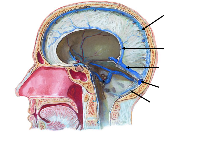 ventricles, meninges, CSF and blood vessels of the brain Flashcards