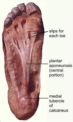 Uncategorized Structures of the Lower Limb Flashcards | Easy Notecards