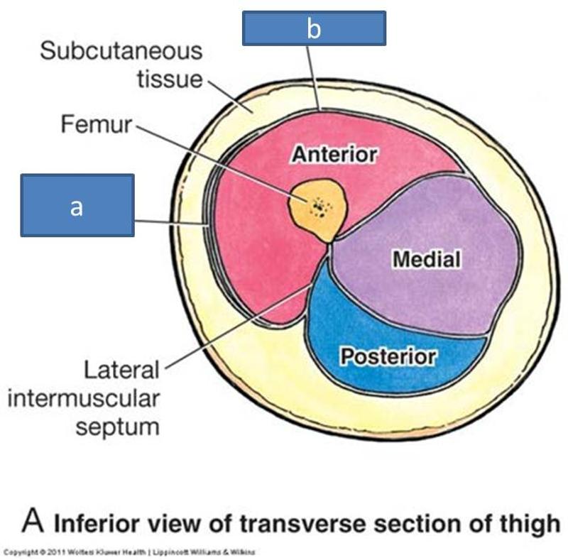 Anatomy Block III- Gluteal Region, Thigh, Lumbosacral Plexus Flashcards