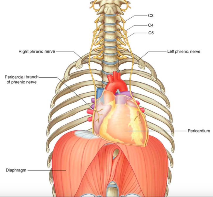 innervation of the thorax