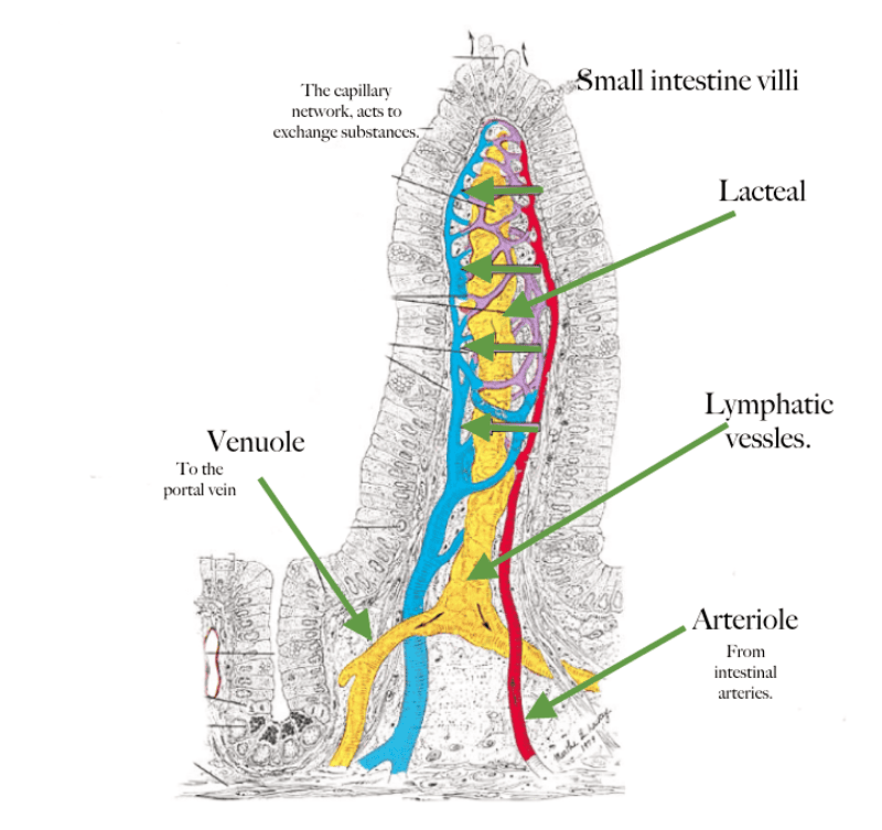 Print HUBS192, week 2. flashcards | Easy Notecards