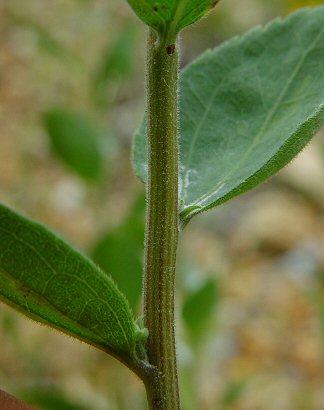 Print plants flashcards | Easy Notecards