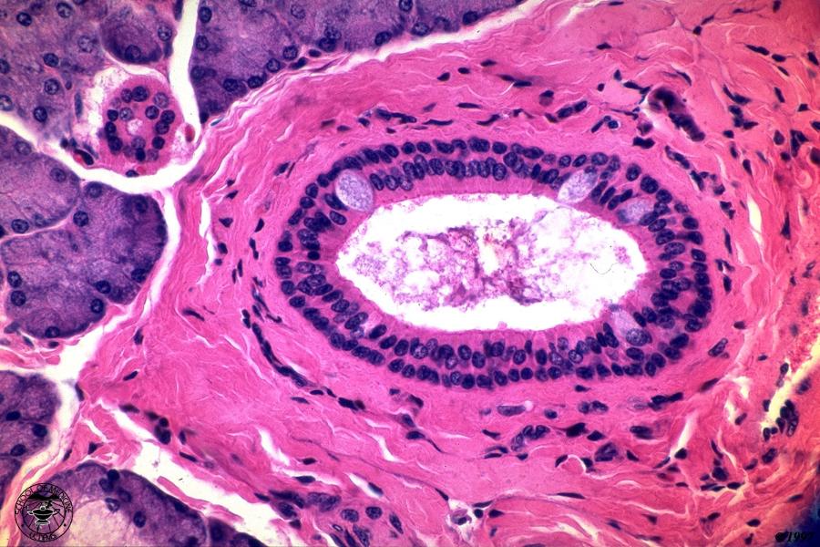 Print Rebecca's Biology 107-Epithelial Tissues flashcards | Easy Notecards