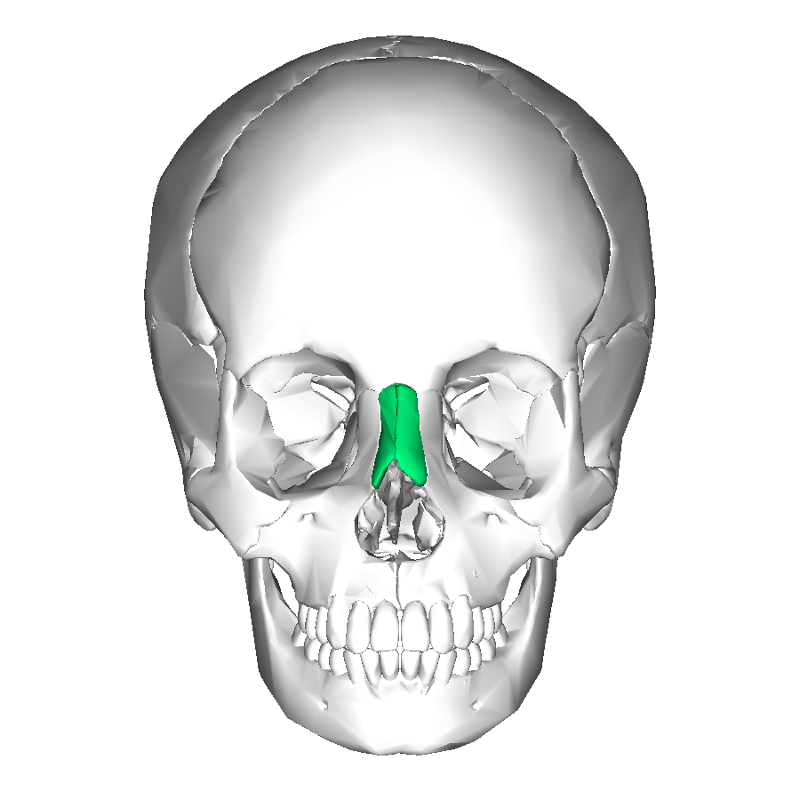 RA L2: Facial Bones Flashcards | Easy Notecards