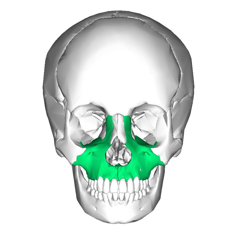 RA L2: Facial Bones Flashcards | Easy Notecards