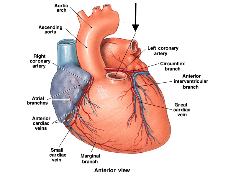Print Anatomy 2 Lab flashcards | Easy Notecards