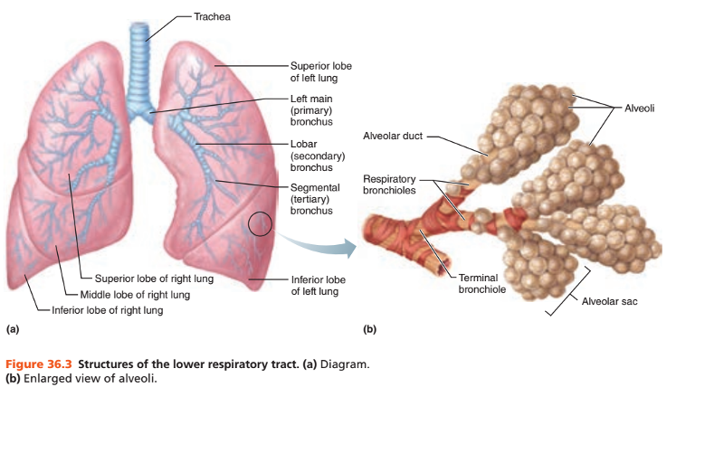 Activity 1: Identifying Respiratory System Organs-Upper and Lower