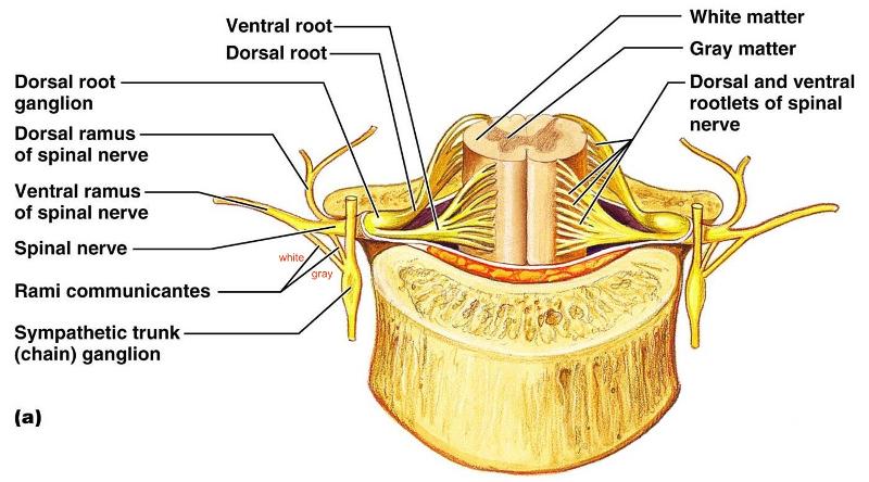 Print gross anatomy exam I - bones and OIIA flashcards | Easy Notecards