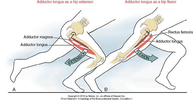 Image result for flexors and extensors of leg