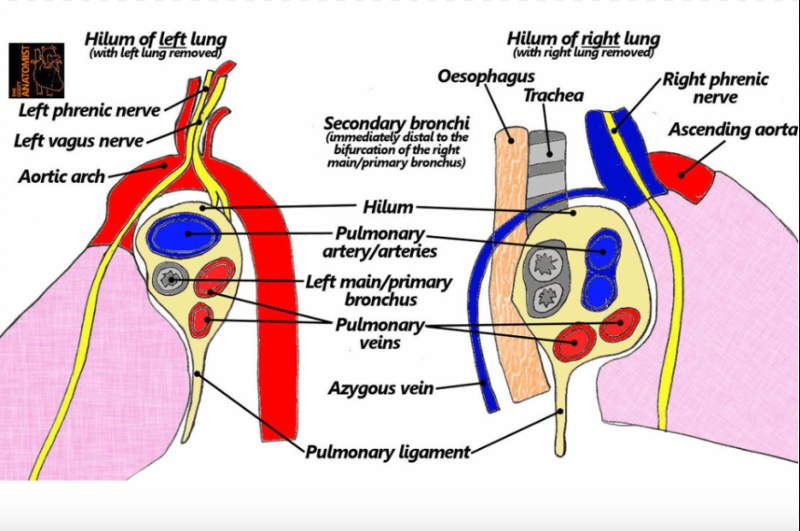 Pulmonary Anatomy Flashcards | Easy Notecards