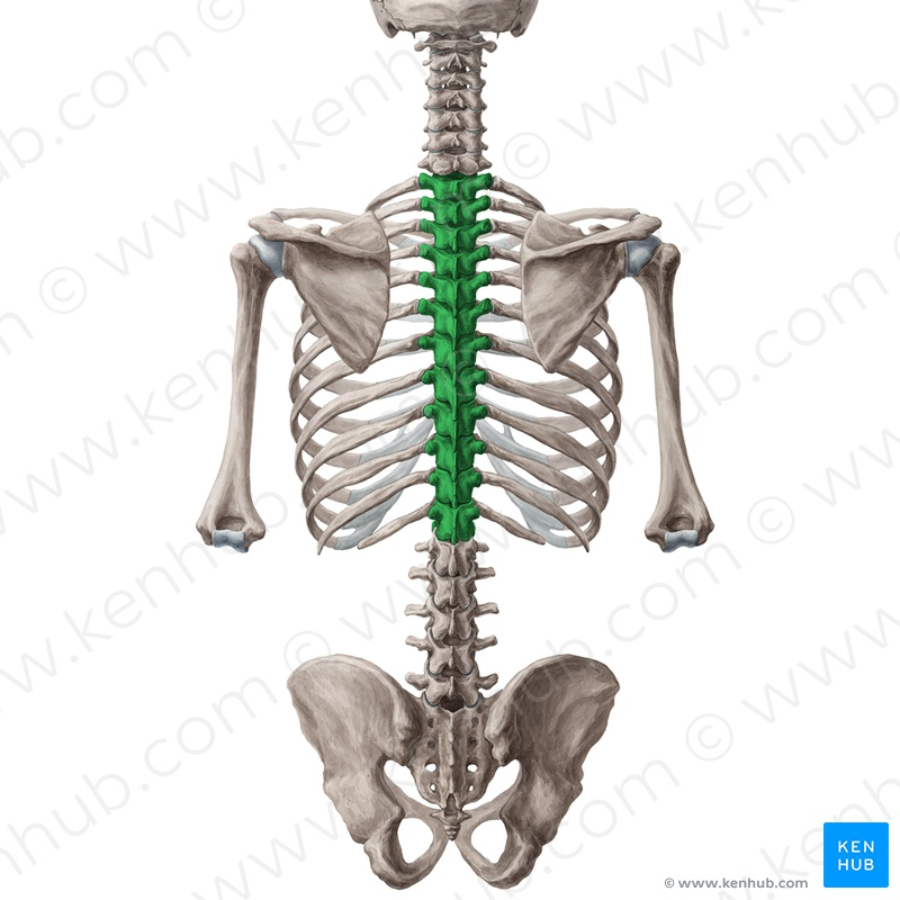 Human Biology- Bone List Flashcards | Easy Notecards