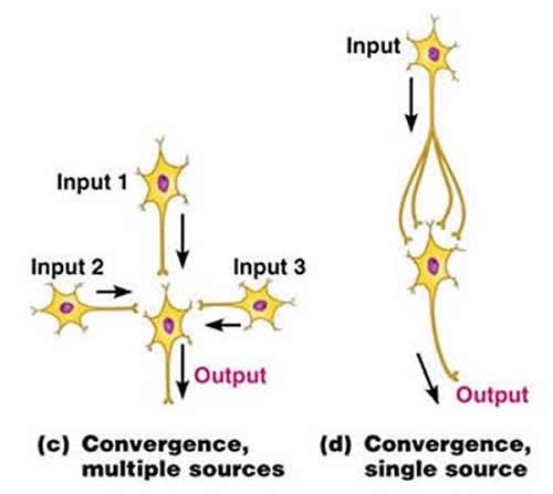 Nervous System Flashcards | Easy Notecards