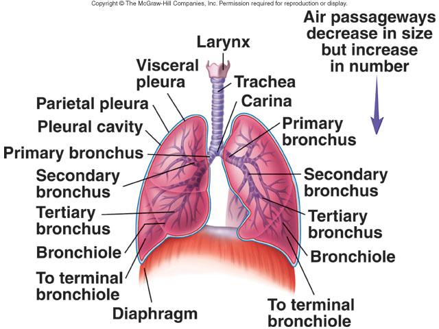 Respiratory System Week #8 Flashcards | Easy Notecards