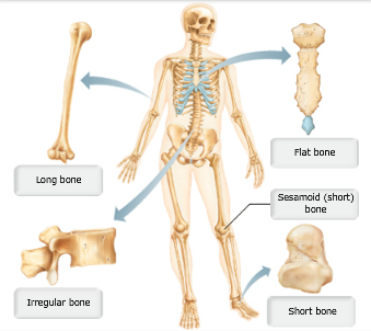 Print A&P Chapter 6 Bones and Skeletal Tissues flashcards | Easy Notecards