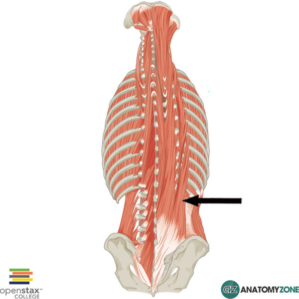 MYOLOGY: Axial Muscles: Vertebral Column: Posterior, Anterior & Lateral