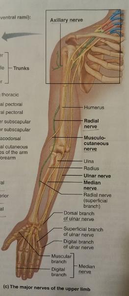 Activity 3: Spinal Nerves and Nerve Plexuses and Identifying the Major