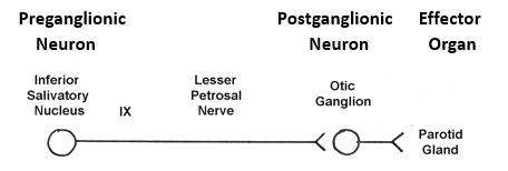 Print UE Anatomy Lectures flashcards | Easy Notecards