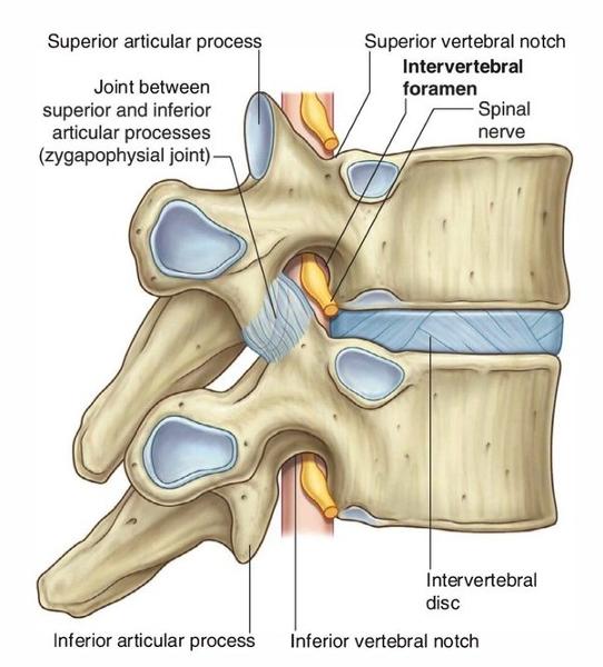 gross anatomy lecture exam I Flashcards | Easy Notecards