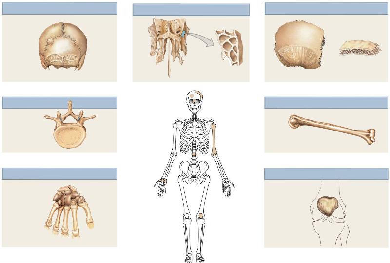 Print human anatomy chapter 5 flashcards | Easy Notecards