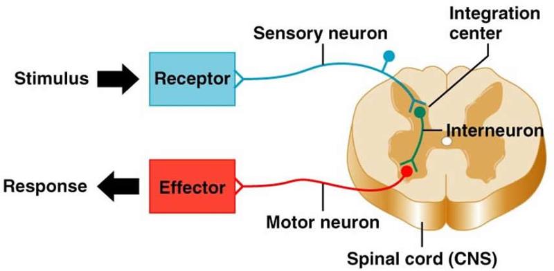 Nervous System Flashcards | Easy Notecards