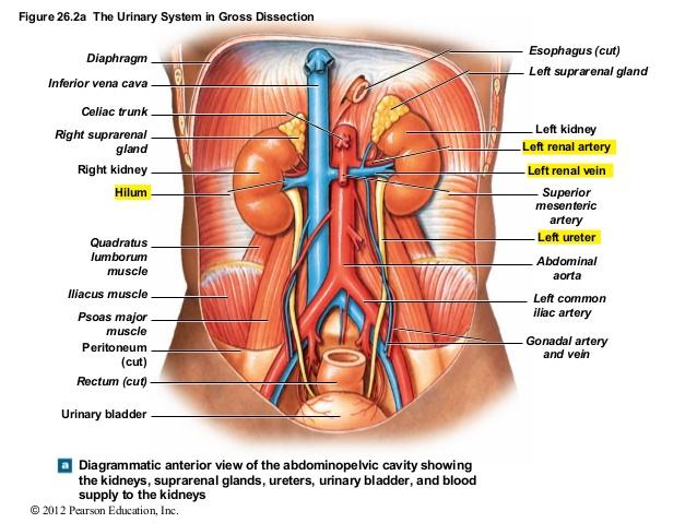 Print Emb II L3 flashcards | Easy Notecards