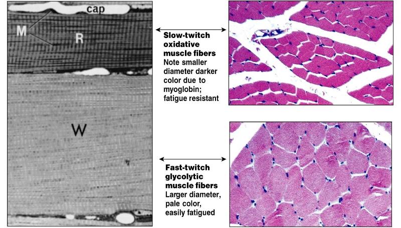 Print Human Physiology Chapter 12 flashcards | Easy Notecards