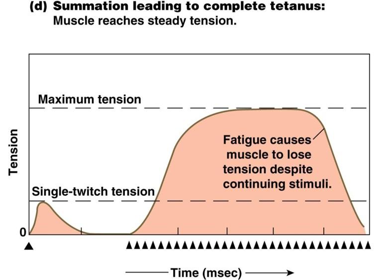 Human Physiology Chapter 12 Flashcards | Easy Notecards