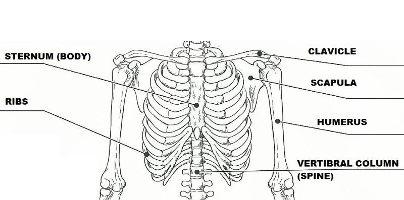 Exercise 11: The Appendicular Skeleton Flashcards | Easy Notecards