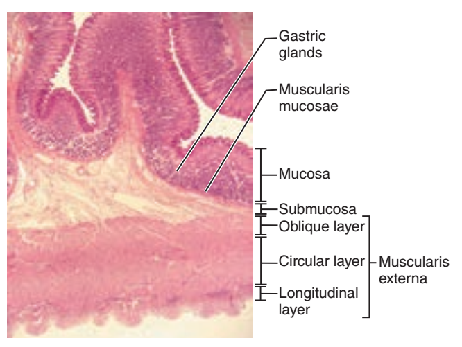 Activity 2: Studying the Histologic Structure of Selected Digestive